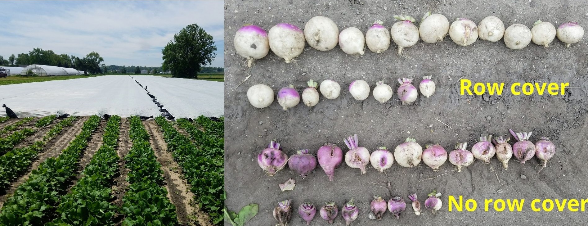 v-turnips and row cover